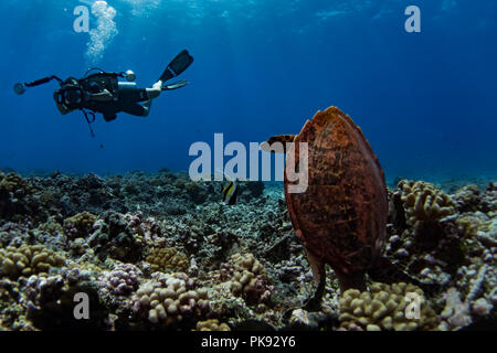 A scuba diver takes photos of a hawksbill turtle in the clear water at Rangiroa Atoll, Tuamotus, French Polynesia Stock Photo