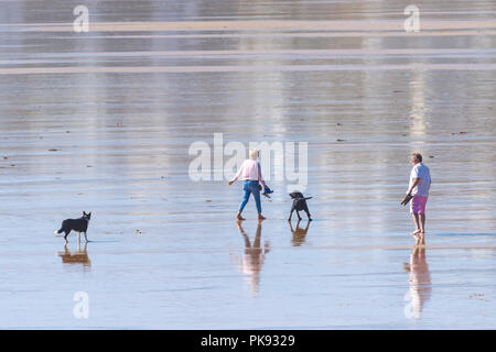 People walking their dogs on Fistral Beach at low tide in Newquay Cornwall. Stock Photo