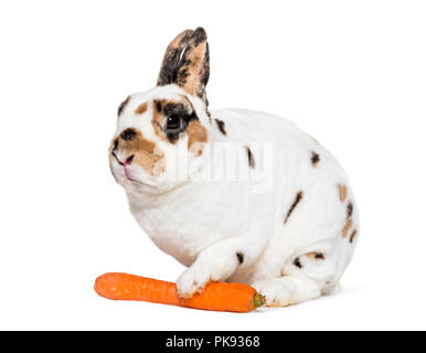 Rex Dalmatian Rabbit holding carrot against white background, sitting against white background Stock Photo