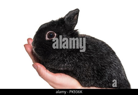 Dwarf rabbit held in hand against white background Stock Photo