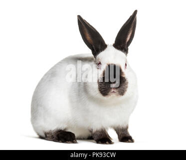 Russian rabbit sitting against white background Stock Photo