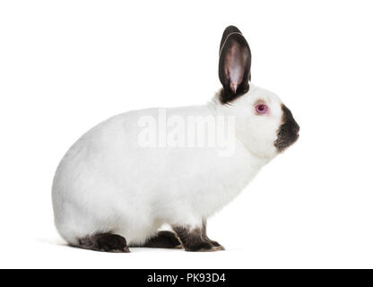 Russian rabbit sitting against white background Stock Photo