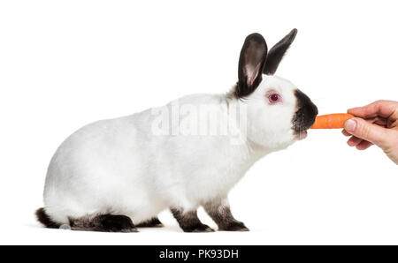 Russian rabbit being fed carrot against white background Stock Photo