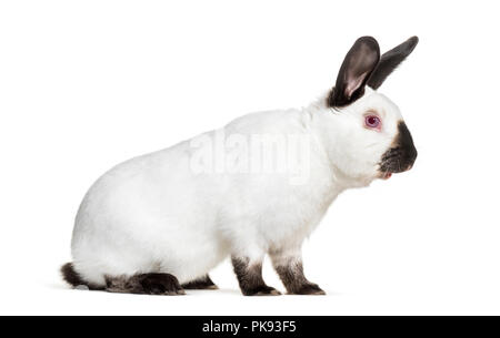 Russian rabbit sitting against white background Stock Photo