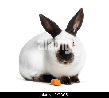 Russian rabbit sitting against white background Stock Photo