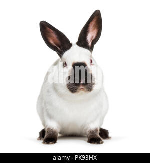 Russian rabbit sitting against white background Stock Photo