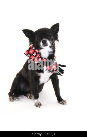 Black and white chihuahua dog with ears sticking up wearing a skull scarf, stitting  out on a white background Stock Photo