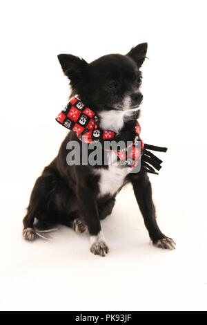 Black and white chihuahua dog with ears sticking up wearing a skull scarf, stitting  out on a white background Stock Photo