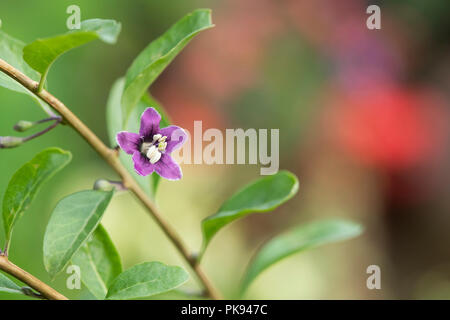 Lycium barbarum. Goji berry flower. UK Stock Photo