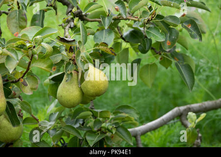 Pyrus communis. Pear 'Williams' Bon Chretien' fruit on the tree Stock Photo