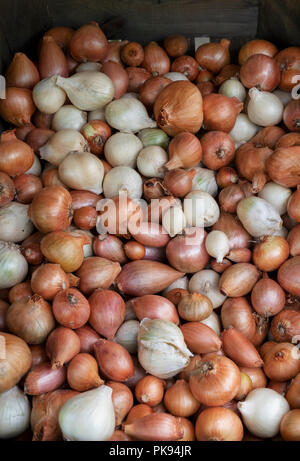 Allium cepa aggregatum. Harvested Shallots in a wooden crate Stock Photo