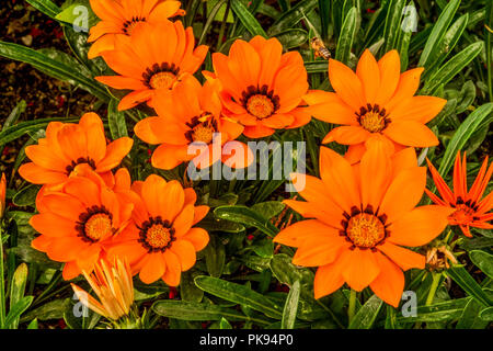 Gazania rigens ' Orange Kiss ', Treasure flower Stock Photo