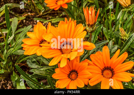 Gazania rigens ' Orange Kiss ', Treasure flower Stock Photo