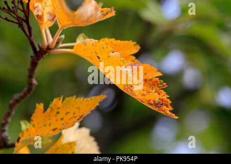 Close up of Yellow Crataegus leaves in early autumn. Selective focus on the serrated edge of the leaf in center. Stock Photo