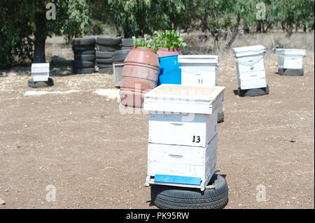 bees flying in front of a beehive Stock Photo