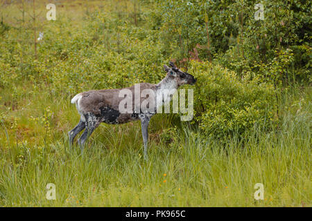 Finland Lapland, Young reindeer in the forest eating of a bush Stock Photo