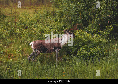 Finland Lapland, Young reindeer in the forest eating of a bush on an autumn day Stock Photo