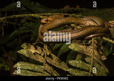 A brown sipo (Chironius fuscus) sleeps on vegetation at night in the Peruvian jungle not far from Manu. Stock Photo