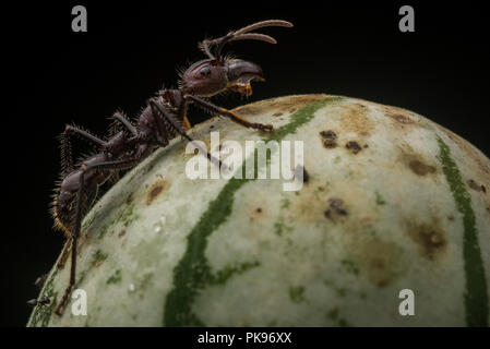 Bullet ant worker (Paraponera clavata) has the most painful sting of ...