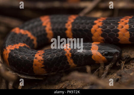 Dangerously venomous annellated coral snake (Micrurus annellatus) from Madre de Dios, Peru.  A rarely seen rainforest species. Stock Photo