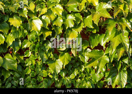 Dense foliage, green leaves on the brick wall Stock Photo