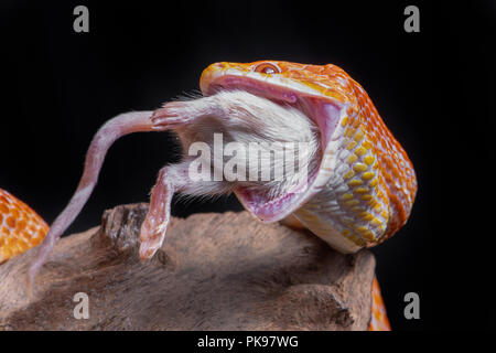 A corn snake feeding on a mouse, The snake has its jaws wide open and a white mouse is being eaten. It is set against a black background Stock Photo