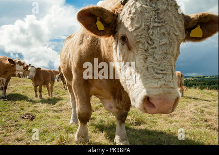 Close up view of friendly simmental bull in open field with cow and calf in background Stock Photo