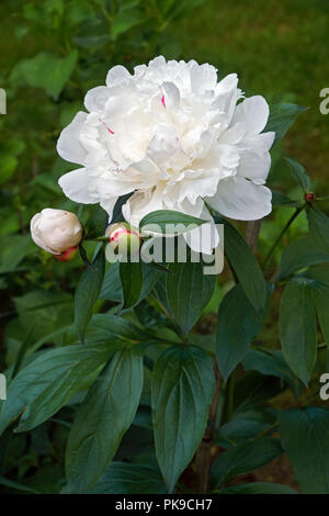 Chinese peony (Paeonia lactiflora). Called White Peony and Common Garden Peony also. Another scientific names are Paeonia edulis and Paeonia albiflora Stock Photo