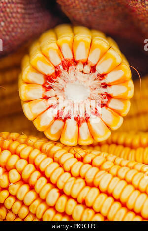 Harvested corn on the cob in burlap sack Stock Photo