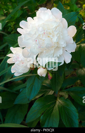Chinese peony (Paeonia lactiflora). Called White Peony and Common Garden Peony also. Another scientific names are Paeonia edulis and Paeonia albiflora Stock Photo