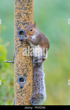 Front close up of naughty grey squirrel (Sciurus carolinensis) isolated outdoors, sitting on bird feeder in urban UK garden eating seed! Stock Photo