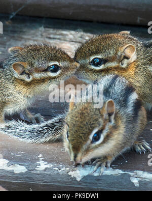 Chipmunk animal babies in their environment and surrounding exposing their brown fun and head. Stock Photo