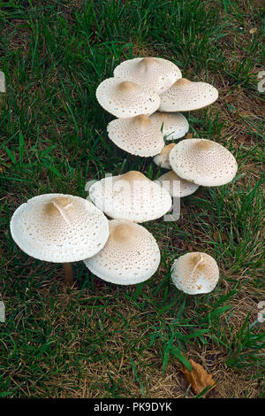 False parasol mushroom (Chlorophyllum molybdites). Called Green-spored lepiota and Vomiter also. Stock Photo