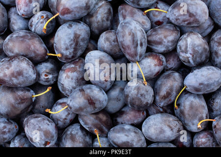 blue plum background texture Stock Photo