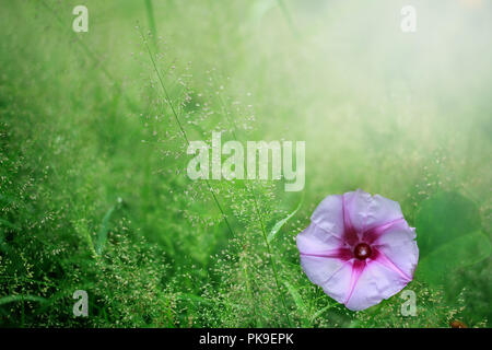 Morning glory flower purple light switch designs, deep purple on the sidewalk on the grass green  flowers wayside  between sidewalk travel with the su Stock Photo