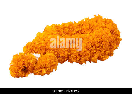 Marigold Rope Isolated of garland,lei of flowers,to worship of the virtues of the ...