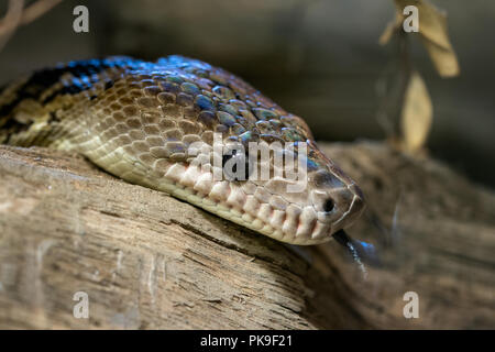 Cuban boa, Epicrates angulifer,  this snake is threatened with extinction. Stock Photo