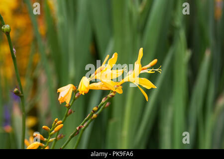 Crocosmia × crocosmiiflora 'George Davison' flowers. Stock Photo