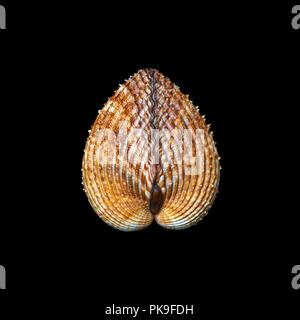 European prickly cockle (Acanthocardia echinata), marine bivalve mollusc, photographed in the studio on a black background.  Shellfish - seafood. Stock Photo
