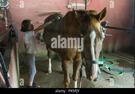 little girl cleaning a horse in the stables