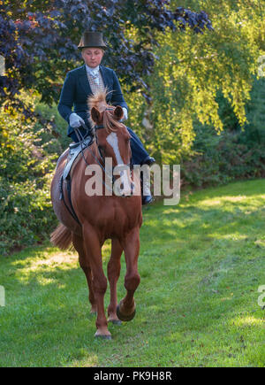 An elegent young lady riding in a traditional side saddle wearing top hat and face veil Stock Photo