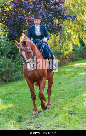 An elegent young lady riding in a traditional side saddle wearing top hat and face veil Stock Photo