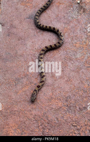 A non-poisonous brown water snake moves in a serpentine path across a stone patio. Stock Photo