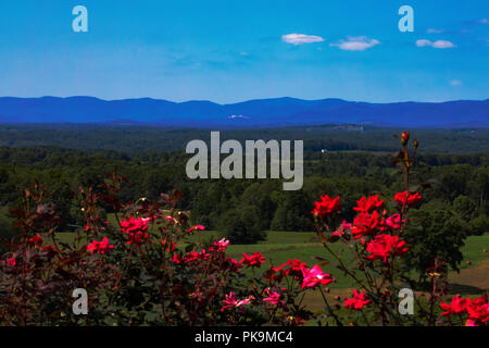 Wide-angle view of the Blue Ridge Mountains in North Carolina in late summer, including Stone Mountain. Blooming red roses provide foreground color. Stock Photo