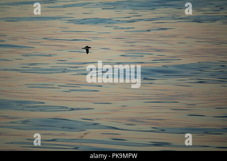 A Tahiti Petrel, Pseudobulweria rostrata, glides over glassy smooth gorgeous water in French Polynesia Stock Photo