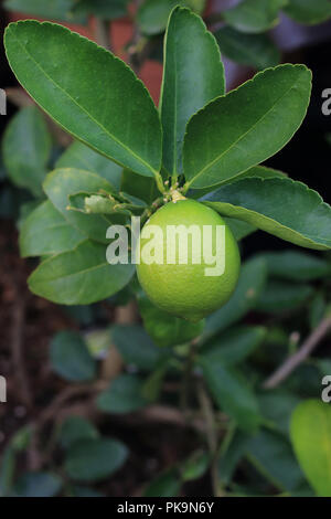 Citrus latifolia or Tahitian Limes growing on a tree Stock Photo