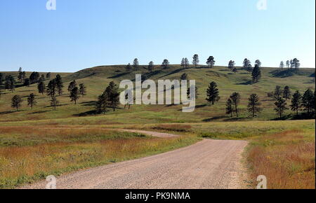 Beautiful Road through the Black Hills in Custer State Park in South Dakota Stock Photo