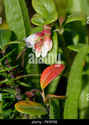 Cowberry - Vaccinium vitis-idaea  Pink Flowers of Highland Plant Stock Photo