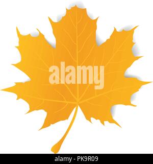 vector illustration of a maple leaf isolated on white background. Stock Vector