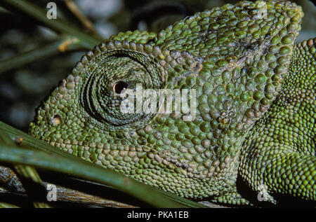 Common Chameleon or Mediterranean Chameleon (Chamaeleo chamaeleon) on a pine branch. Southern Spain. Europe. Stock Photo